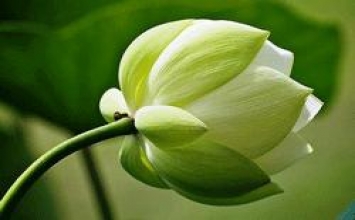 Muốn dẹp vọng tưởng